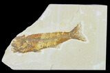 Bargain Fossil Fish (Mioplosus) - Uncommon Species - Green River #138724-1